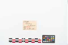 Etikett zu Perlenkette (NHMW-PRAE-025799)
